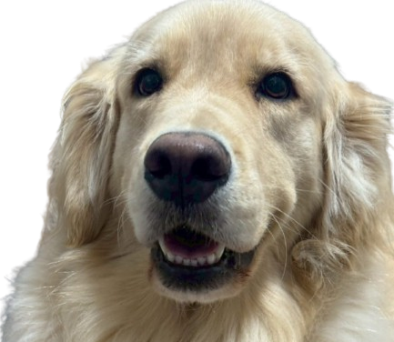 犬